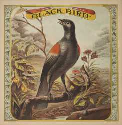 tabac black bird