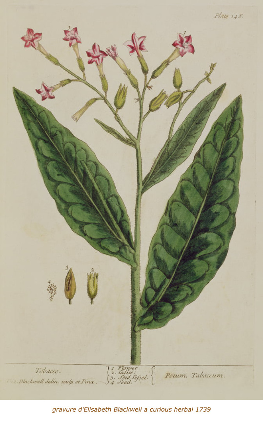Elisabeth Blackwell a curious herbal 1739